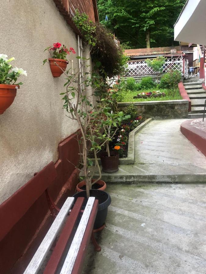 Vila Zeno Brasov Exterior photo